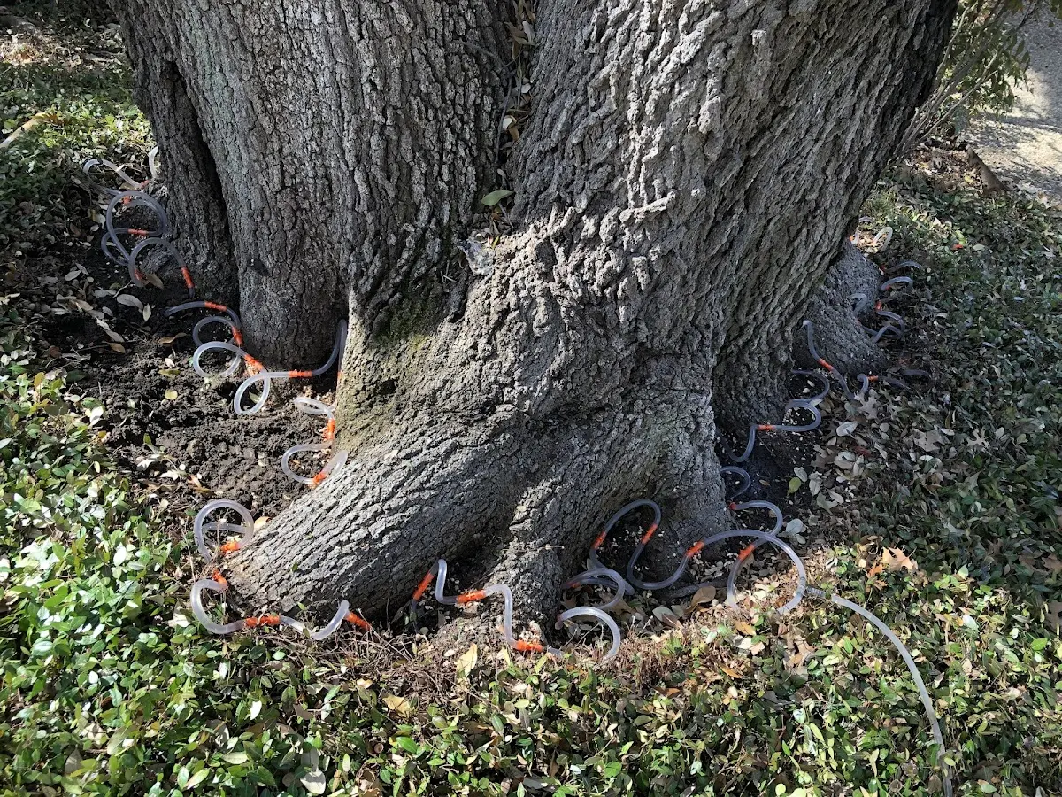 Detailed Tree Cabling and Bracing job site in Pomeroy